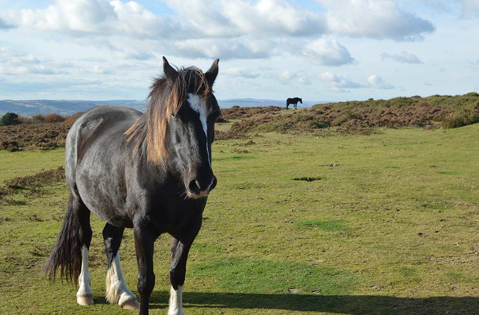 New Year in Somerset